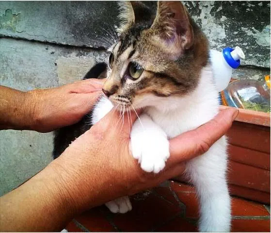 Gato ra a SRD idade 2 a 6 meses nome Tigreza