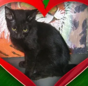 Gato raça SRD idade 2 a 6 meses nome Lili