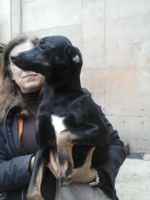 Cachorro raça SRD idade 1 ano nome Tati