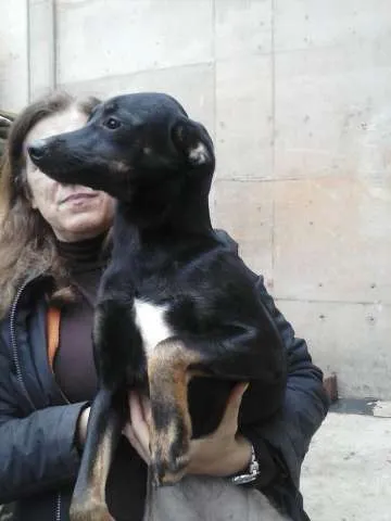 Cachorro ra a SRD idade 1 ano nome Tati