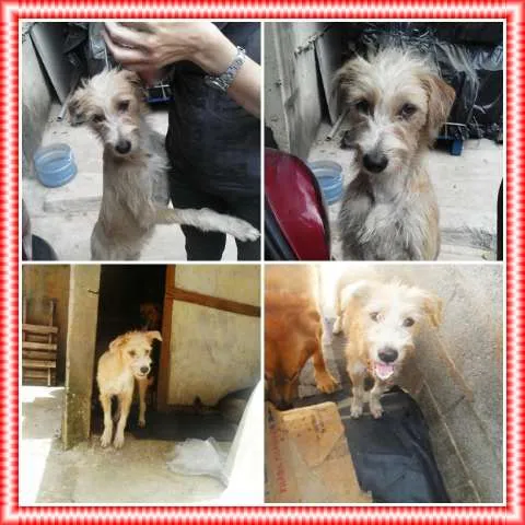 Cachorro ra a SRD idade 1 ano nome Júnior