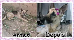 Cachorro raça Pastora Alemã idade 6 ou mais anos nome Merinda