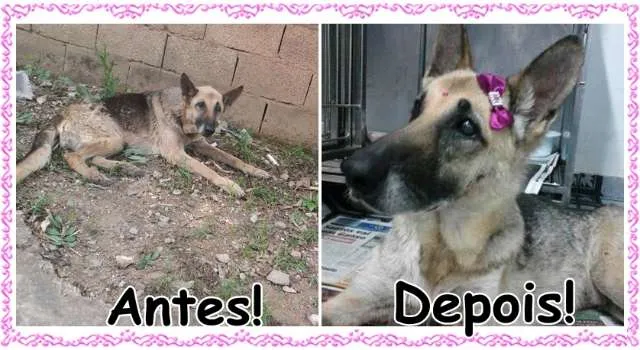 Cachorro ra a Pastora Alemã idade 6 ou mais anos nome Merinda