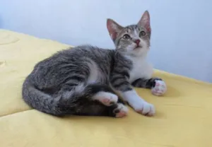 Gato raça SRD idade 2 a 6 meses nome RJ =^.^= Rubi para 