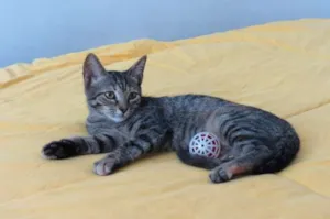 Gato raça SRD idade 2 a 6 meses nome RJ =^.^= Maria Laur
