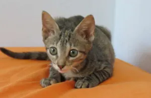 Gato raça SRD idade 2 a 6 meses nome RJ =^.^= Pintinha p