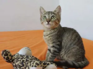 Gato raça SRD idade  nome RJ =^.^= Clarinha p