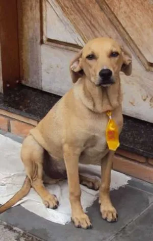 Cachorro raça SRD idade 7 a 11 meses nome Juninho