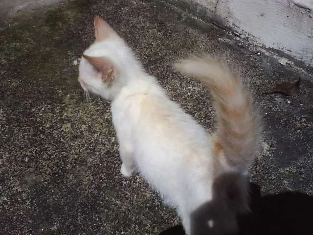 Gato ra a SRD idade 2 a 6 meses nome Théo 