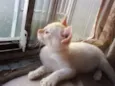 Théo