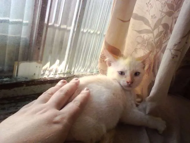 Gato ra a SRD idade 2 a 6 meses nome Théo 