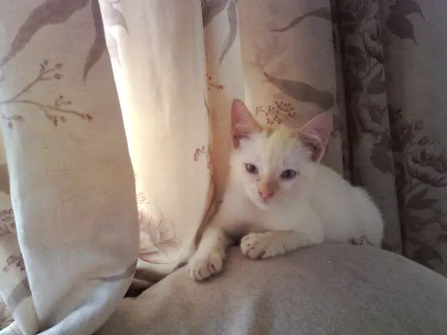 Gato ra a SRD idade 2 a 6 meses nome Théo 