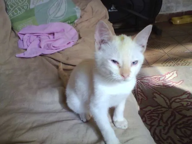 Gato ra a SRD idade 2 a 6 meses nome Théo 