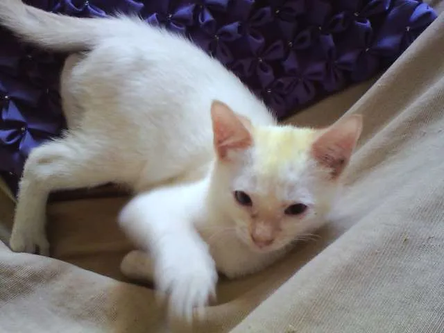 Gato ra a SRD idade 2 a 6 meses nome Théo 