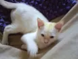 Théo