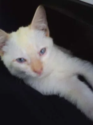 Gato raça SRD idade 2 a 6 meses nome Théo 
