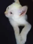 Théo