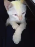 Théo