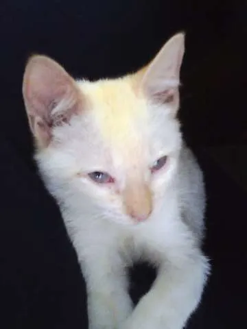 Gato ra a SRD idade 2 a 6 meses nome Théo 