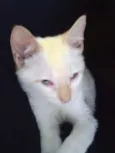 Théo