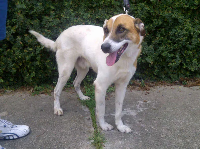 Cachorro ra a SRD idade 4 anos nome Cido