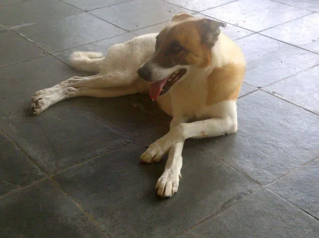 Cachorro ra a SRD idade 4 anos nome Cido