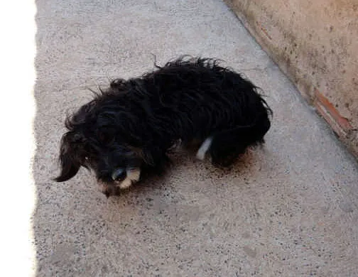 Cachorro ra a Indefinida idade 2 anos nome Fofinho