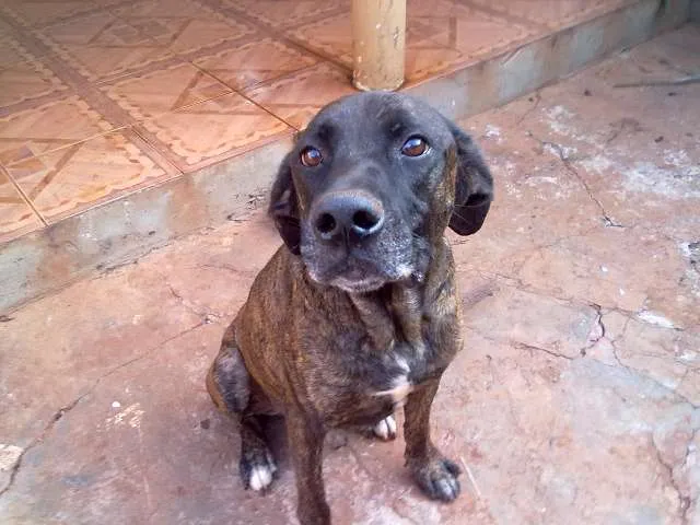 Cachorro ra a fila  idade 1 ano nome luky GRATIFICA