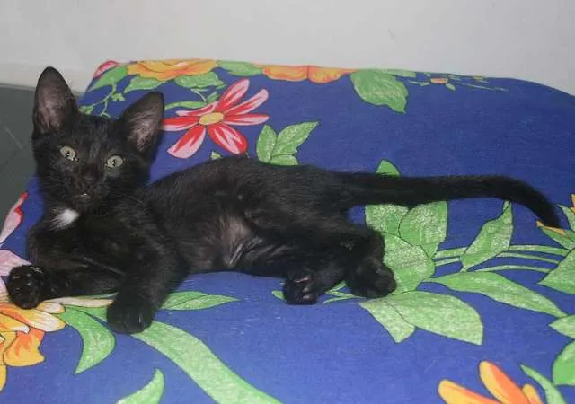 Gato ra a SRD idade 2 a 6 meses nome Faísca