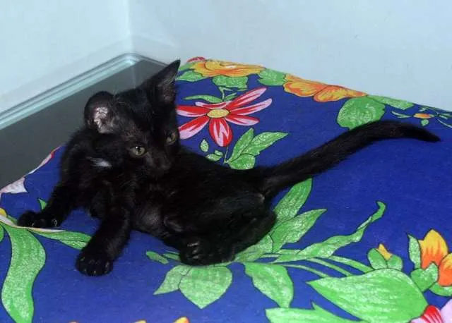 Gato ra a SRD idade 2 a 6 meses nome Faísca
