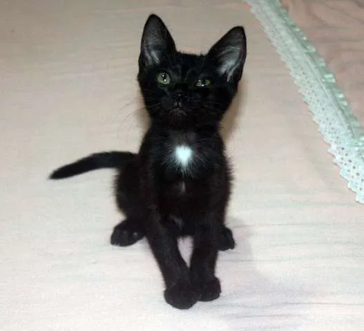 Gato ra a SRD idade 2 a 6 meses nome Faísca