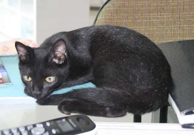 Gato ra a SRD idade 2 a 6 meses nome Sansão