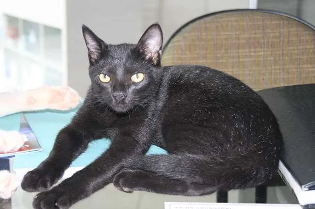 Gato ra a SRD idade 2 a 6 meses nome Sansão