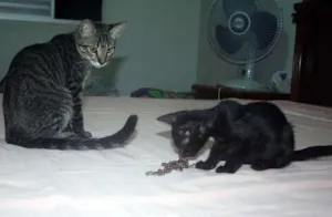 Gato raça SRD idade  nome Segundinho e Faísca