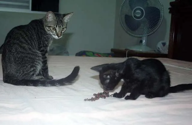 Gato ra a SRD idade  nome Segundinho e Faísca