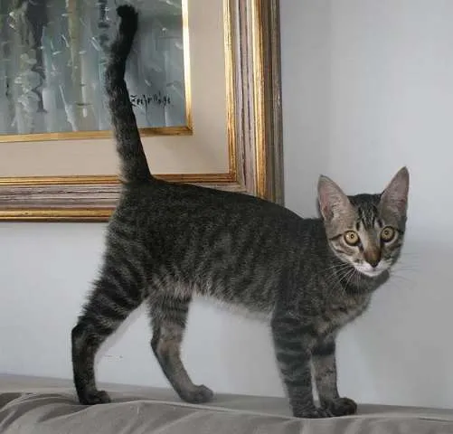 Gato ra a SRD idade  nome Segundinho e Faísca