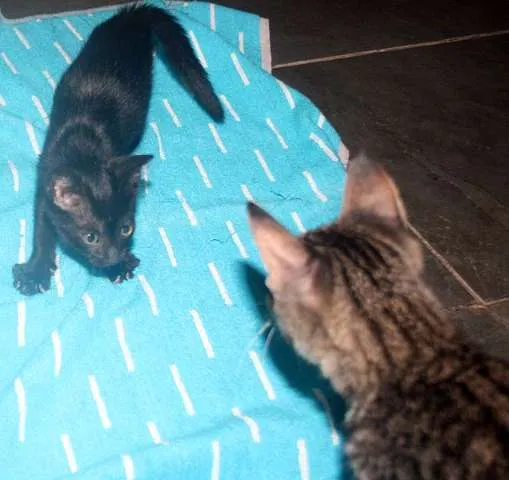 Gato ra a SRD idade  nome Segundinho e Faísca