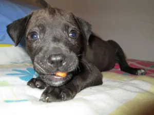 Cachorro raça SRD idade Abaixo de 2 meses nome Julieta