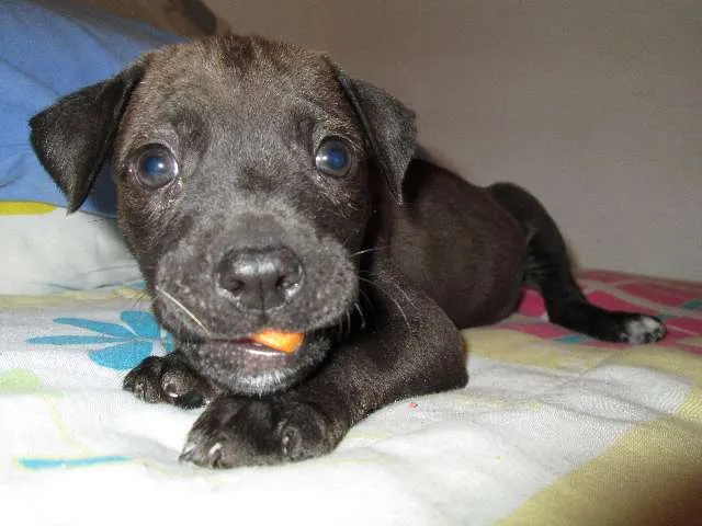 Cachorro ra a SRD idade Abaixo de 2 meses nome Julieta