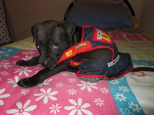 Cachorro ra a SRD idade Abaixo de 2 meses nome Julieta