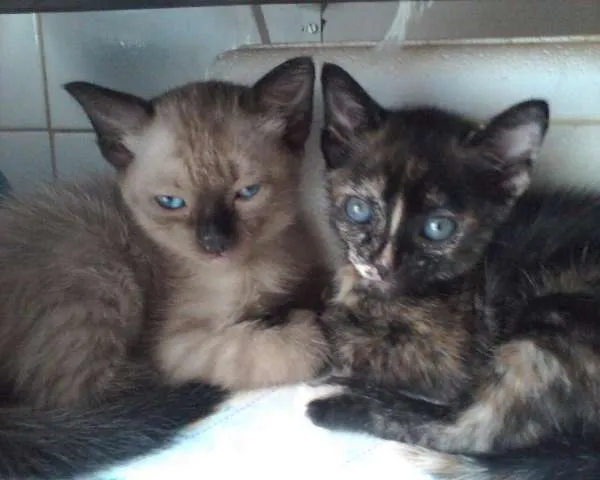 Gato ra a Siamês e mestiço idade Abaixo de 2 meses nome ----