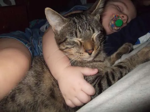 Gato ra a SRD idade 1 ano nome Mingau