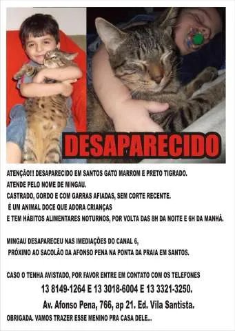 Gato ra a SRD idade 1 ano nome Mingau