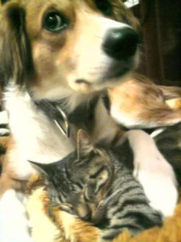 Gato ra a SRD idade 1 ano nome Mingau
