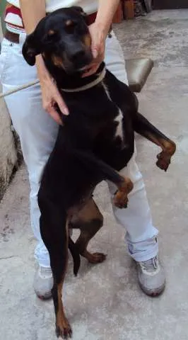 Cachorro raça mestiça doberman idade 2 anos nome Meg