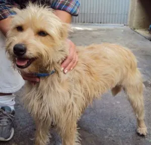 Cachorro raça mestiça idade 3 anos nome Rebeca