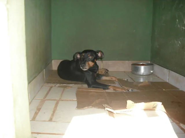 Cachorro ra a misturada idade 2 anos nome a escolher