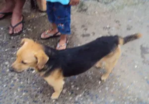 Cachorro raça SRD idade 1 ano nome Estrelinha e Bethoven