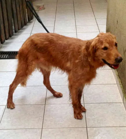 Cachorro ra a Golden Retriver idade 6 ou mais anos nome Scot