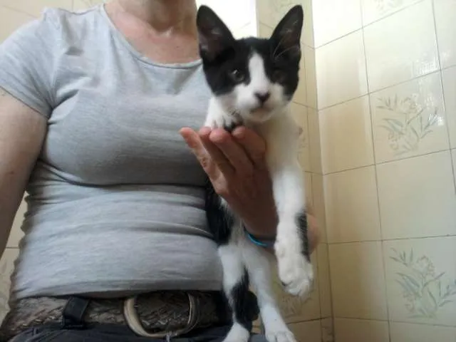 Gato ra a srd idade 2 a 6 meses nome sem nome